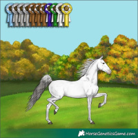 Horse Color:Brown Dun Appaloosa 