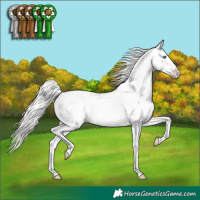 Horse Color:Cremello Snowcap 