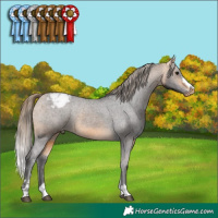 Horse Color:Buckskin Appaloosa 