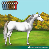 Horse Color:Buckskin Appaloosa 