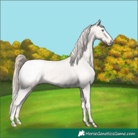 Horse Color:Perlino Snowcap 
