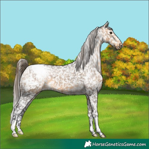 Horse Color:Buckskin Snowcap