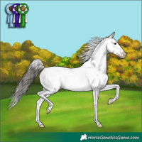 Horse Color:Buckskin Appaloosa