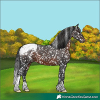 Horse Color:Brown Appaloosa 