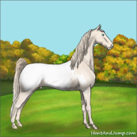 Horse Color:Perlino Appaloosa 
