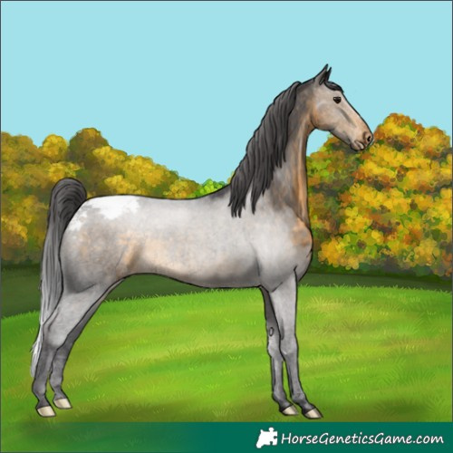Horse Color:Buckskin Appaloosa