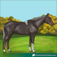 Horse Color:Silver Black Tobiano 