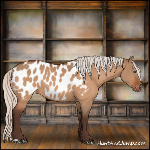 Horse Color:Silver Brown Dun Appaloosa 