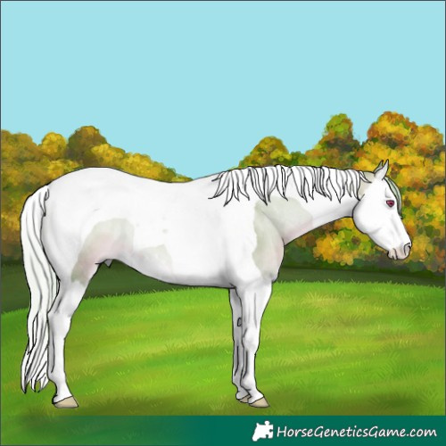 Horse Color:Watercolor Silver Bay Chinchilla Onyx Splash Tobiano 