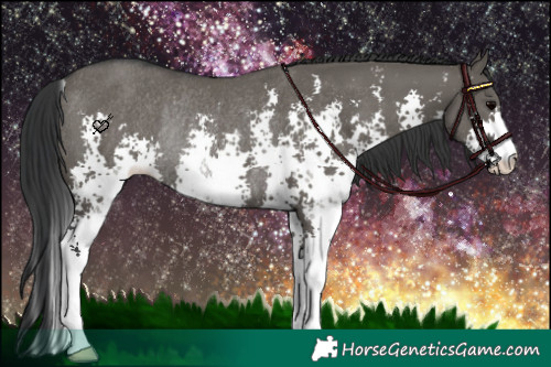 Horse Color:Grullo Sabino Rabicano 