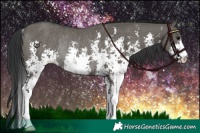 Horse Color:Grullo Sabino Rabicano 