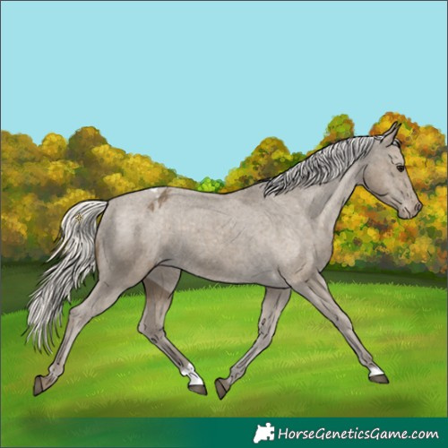 Horse Color:Silver Smoky Black Appaloosa 