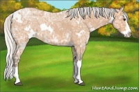 Horse Color:White Spotted Silver Bay Ice Roan Splash 