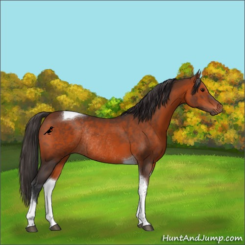 Horse Color:Bay Tobiano Rabicano
