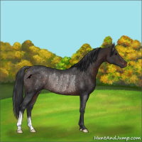 Horse Color:Brown Rabicano 