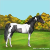 Horse Color:Brown Tobiano Rabicano
