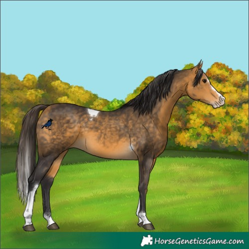 Horse Color:Buckskin Splash Tobiano Rabicano 