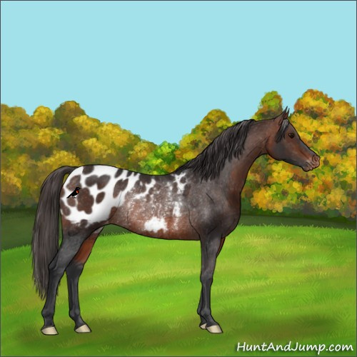 Horse Color:Bay Appaloosa Rabicano 