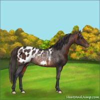 Horse Color:Bay Appaloosa Rabicano 