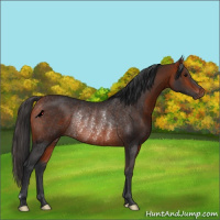 Horse Color:Bay Rabicano 