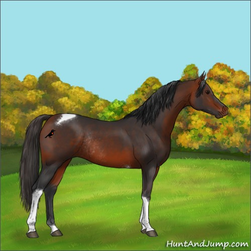 Horse Color:Bay Tobiano Rabicano 