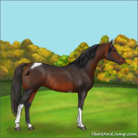 Horse Color:Bay Tobiano Rabicano