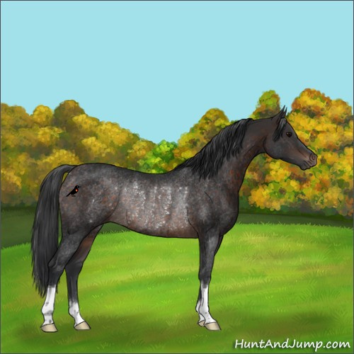 Horse Color:Brown Rabicano