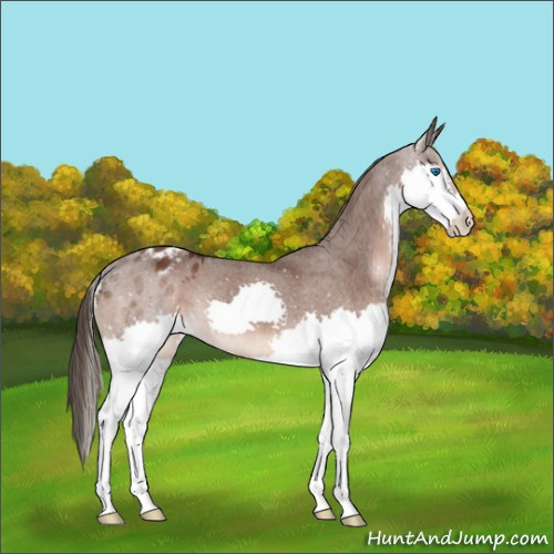 Horse Color:Liver Chestnut Splash Varnish