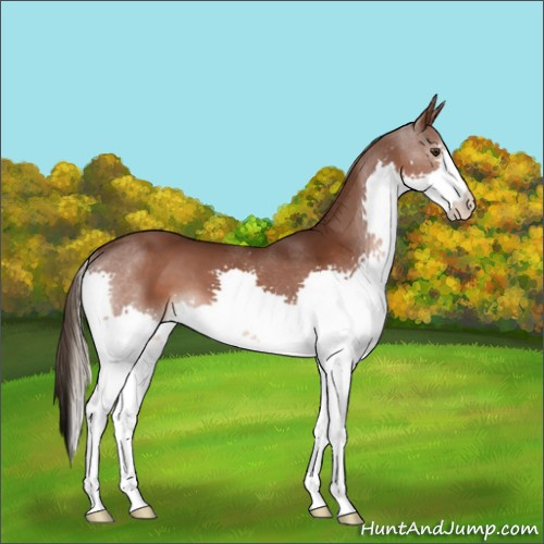 Horse Color:Liver Chestnut Splash 
