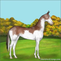 Horse Color:Liver Chestnut Splash 