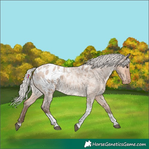 Horse Color:Silver Bay Roan Dun Tobiano Blanket