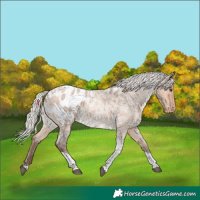 Horse Color:Silver Bay Roan Dun Tobiano Blanket