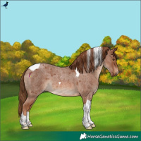 Horse Color:Red Roan Tobiano 