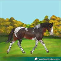 Horse Color:Brown Splash Tobiano Appaloosa  and Brown Splash Tobiano Appaloosa 