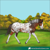 Horse Color:Bay Splash Tobiano Appaloosa  and Bay Splash Tobiano Appaloosa 