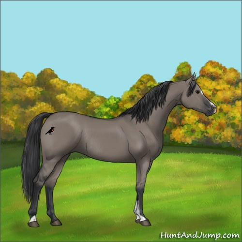Horse Color:Grullo Sabino Rabicano