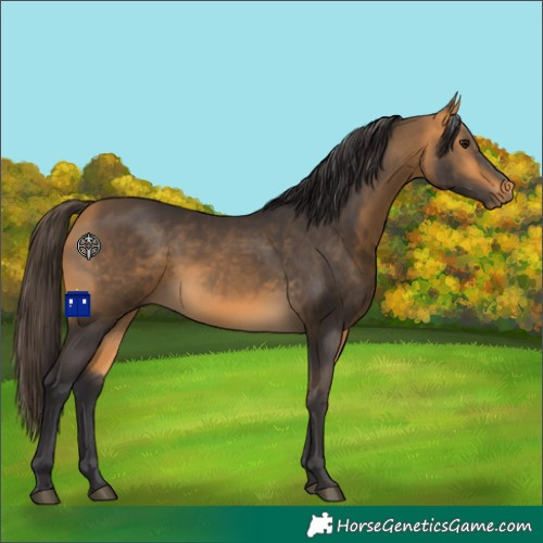 Horse Color:Buckskin 