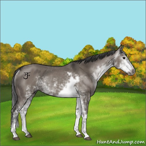 Horse Color:Gray Grullo Sabino Rabicano