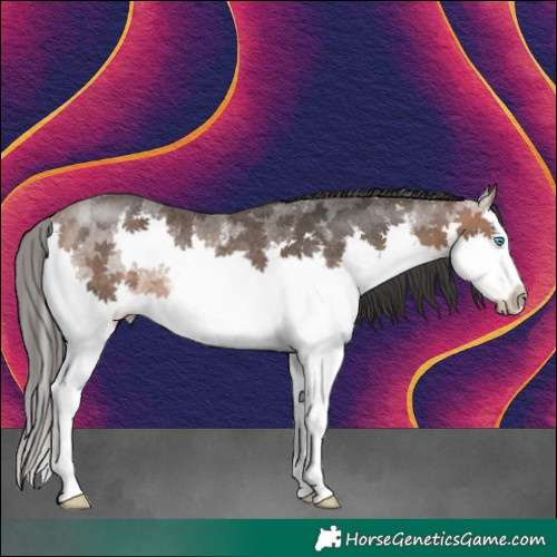 Horse Color:White Spotted Brown Splash Rabicano