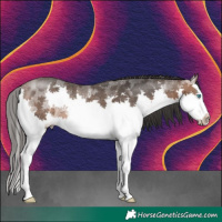 Horse Color:White Spotted Brown Splash Rabicano
