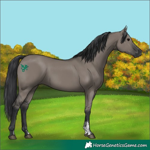 Horse Color:Grullo Sabino Rabicano