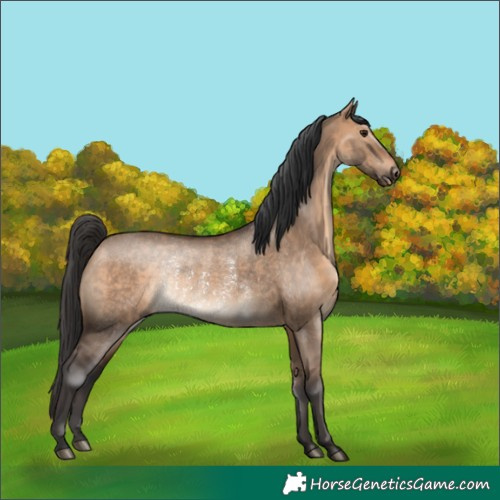Horse Color:Brown Dun Rabicano