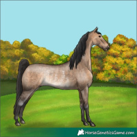 Horse Color:Brown Dun Rabicano