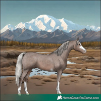 Horse Color:Silver Black Appaloosa 