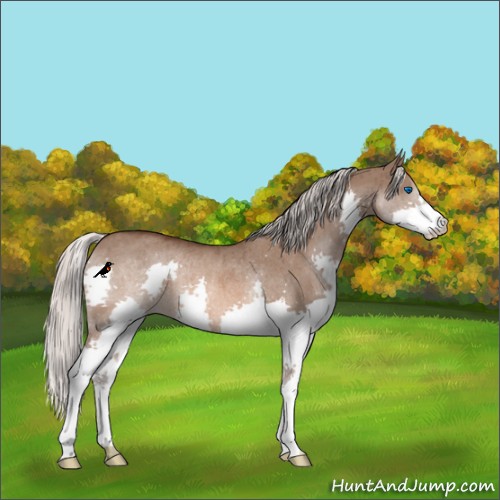 Horse Color:Silver Brown Dun Splash Rabicano Brindle 