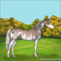 Horse Color:Silver Brown Dun Splash Rabicano Brindle 