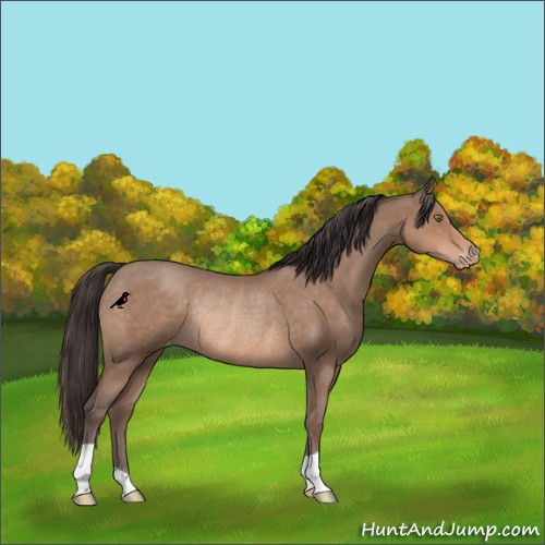 Horse Color:Sable Champagne Appaloosa Rabicano 