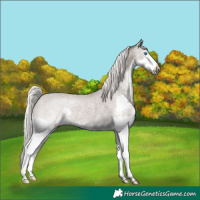 Horse Color:Silver Blue Roan Splash Appaloosa Rabicano 