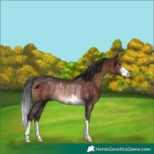 Horse Color:Brown Rabicano 
