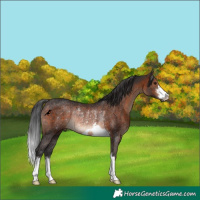 Horse Color:Brown Rabicano